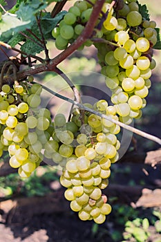 White, amber grapes on the vine.