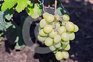 White, amber grapes on the vine.