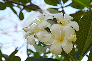 White amd yellow plumerias bouquet and leaf plumeria background,sky background