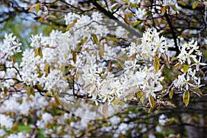 White amelanchier bush in springtime
