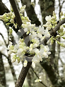 White America Redbud Tree Spring Blossoms