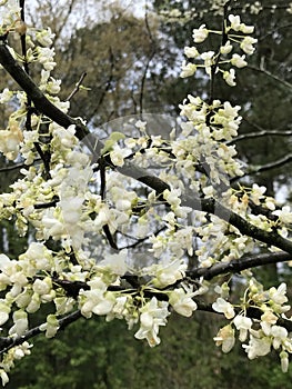 White America Redbud Tree Spring Blossoms