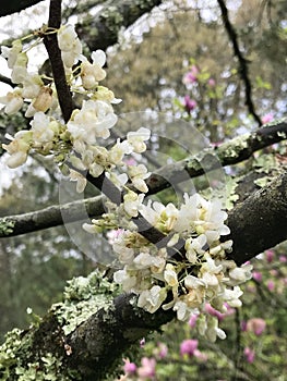White America Redbud Tree Spring Blossoms