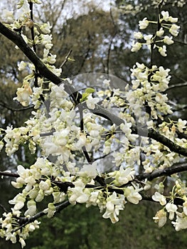 White America Redbud Tree Spring Blossoms