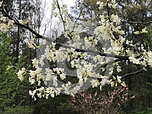 White America Redbud Tree Spring Blossoms