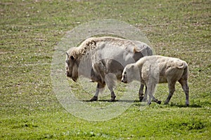 White American Bison and baby grazing in a field photo