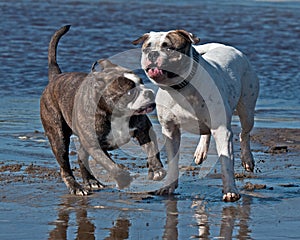 American Bulldog play fighting with a Old English photo