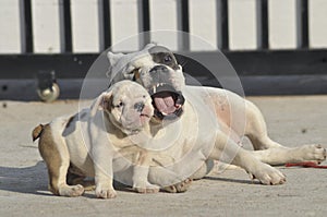 White American bully dog and English bull dog puppy is playing together on the road.