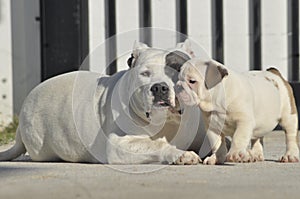 White American bully dog and English bull dog puppy is playing together on the road.