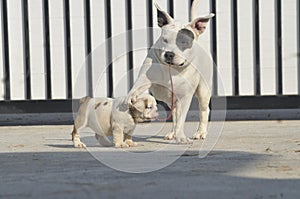 White American bully dog and English bull dog puppy is playing together on the road.