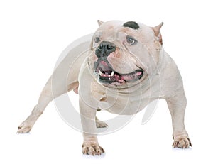 White american bully