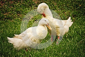 The White American Pekin Duck photo