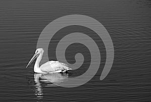 White American Pelican in Black and White