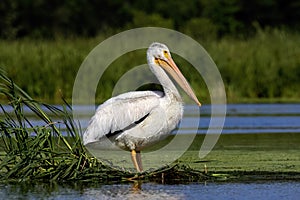 White American pelican(Pelecanus erythrorhynchos)