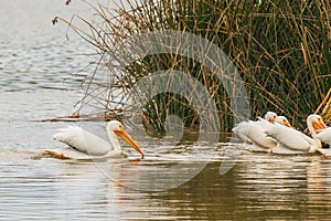 White American pelicans in the middle of Oso Flaco Lake, Oceano, CA photo