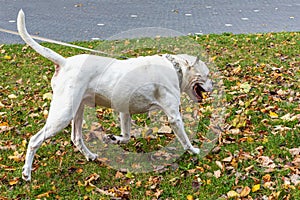 White American pit bull terrier dog in autumn