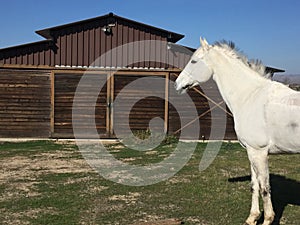 White american quarter horse gelding with mane blowing in wind posed by brown barn