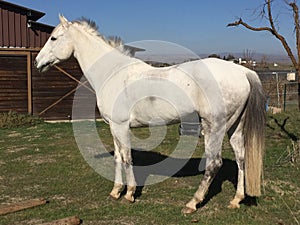 White american quarter horse gelding with mane blowing in wind posed by brown barn