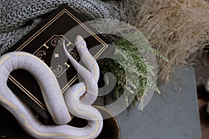 White American royal snake on the background of witchcraft accessories, alchemical instruments and ingredients. Mock up