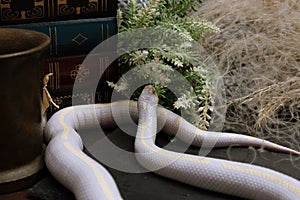 White American royal snake on the background of witchcraft accessories, alchemical instruments and ingredients. Mock up of empty