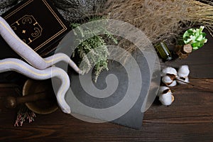White American royal snake on the background of witchcraft accessories, alchemical instruments and ingredients. Mock up of empty