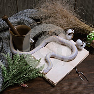 White American royal snake on the background of witchcraft accessories, alchemical instruments and ingredients. Mock up of an open