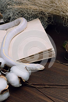White American royal snake on the background of witchcraft accessories, alchemical instruments and ingredients. Mock up of an open