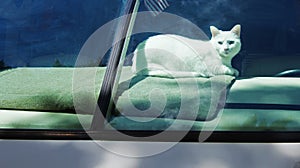 White American Shorthair Cat in Motor Home Window