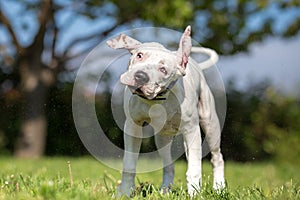 White American Staffordshire Terrier young dog shaking