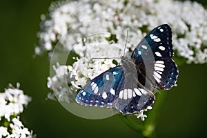 White Amiral butterfly on valerian flower