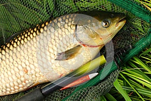 The White Amur - Grass Carp.