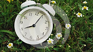 White analog alarm clock with white chamomile flowers and green fresh grass.
