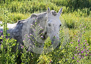 White Andalucian horse