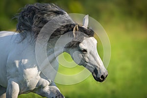 White Andalusian horse