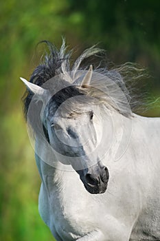 White Andalusian horse