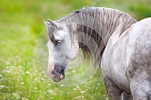 White andalusian horse