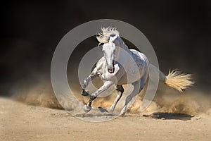 White andalusian horse