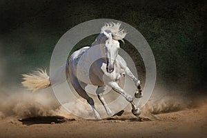 Biely andalúzsky kôň 