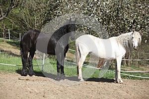 White andalusian horse with black friesian horse