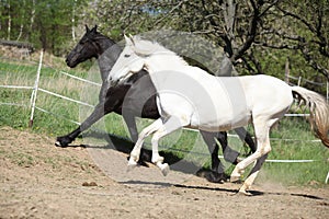 White andalusian horse with black friesian horse