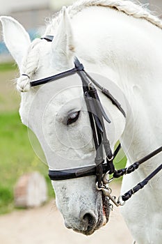 White andalusian horse photo