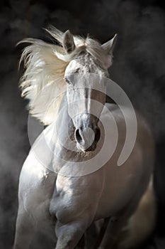 White andalusian horse in motion photo