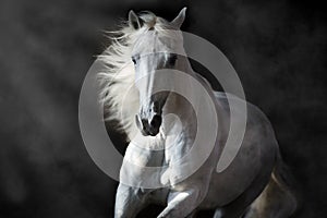 White andalusian horse in motion photo