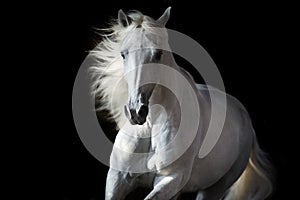 White andalusian horse in motion