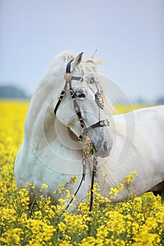 White andalusian horse portrait