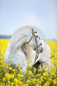 White andalusian horse portrait