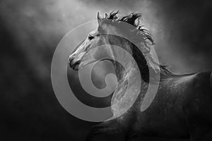 White andalusian horse portrait