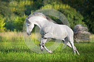 White Andalusian horse r