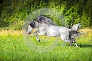 White Andalusian horse runs