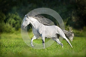 White Andalusian horse photo